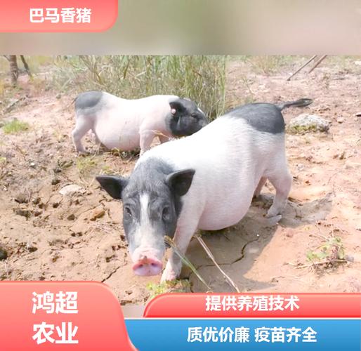 为什么算命要八字算命呢(我们为什么要用八字去算命 ) 为什么算命要八字算命呢(我们为什么要用八字去算命 )