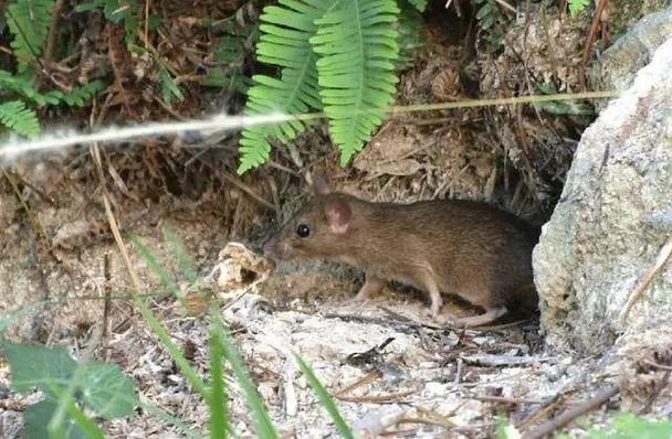 紫微斗数外地发展