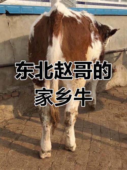 食物给狗起名字
