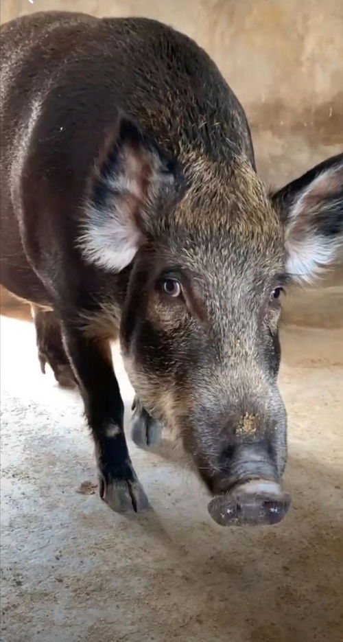 黑曜石本命年佛吊坠多少钱（黑曜石本命佛吊坠功效和作用）