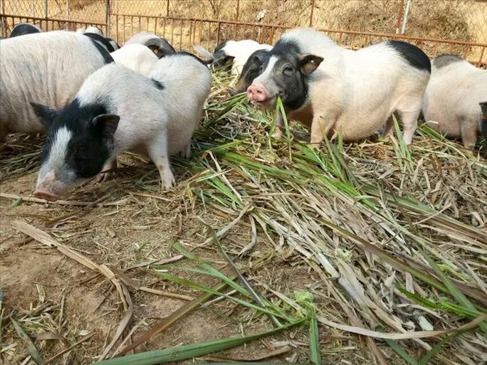 射手男在乎你的表现 射手男在乎你的表现