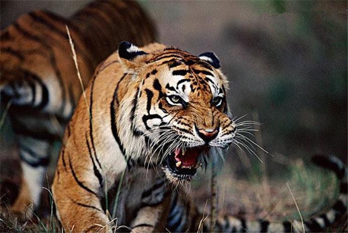 公司起名第一星座网如何才能帮你平衡情绪管理技巧(公司起名第一星座网如何根据情绪控制选择合适的字眼) 公司起名第一星座网如何才能帮你平衡情绪管理技巧(公司起名第一星座网如何根据情绪控制选择合适的字眼)