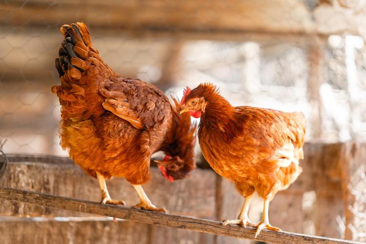 羊大日如来(大日如来和羊猴的由来) 羊大日如来(大日如来和羊猴的由来)