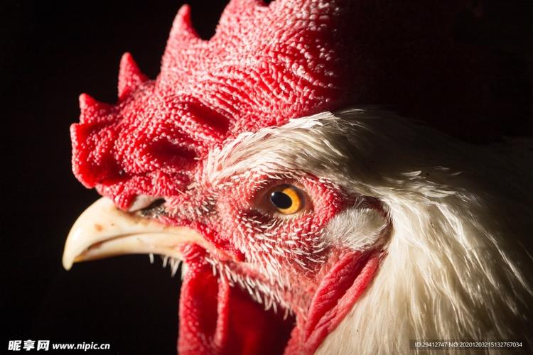 十二星座的特点和缺点 十二星座代表的仙女