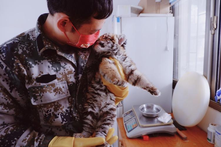 属猪人2025年全年运势及运程 生肖猪2025 年运势 属猪人2025年全年运势及运程 生肖猪2025 年运势