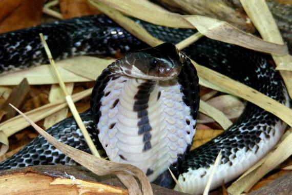 十二星座八卦能力分析 12星座的八卦特质