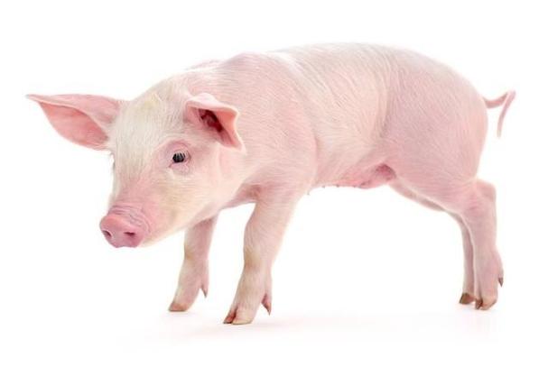 小黄杨的风水禁忌是什么(黄杨木可以种在院子里吗 )