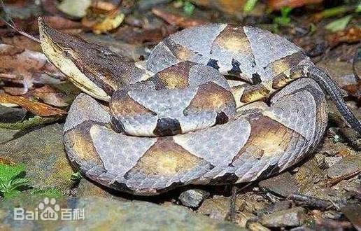 清明节的习俗大全,清明节的习俗始于那个朝代 清明节的习俗大全,清明节的习俗始于那个朝代