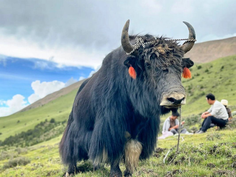 苏珊米勒12月份运势 苏珊米勒天蝎座2016年12月运