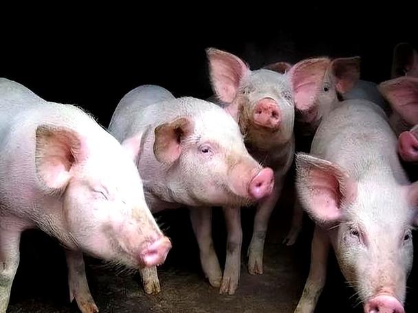 野狼disco舞蹈完整版为何野狼DISCO会突然那