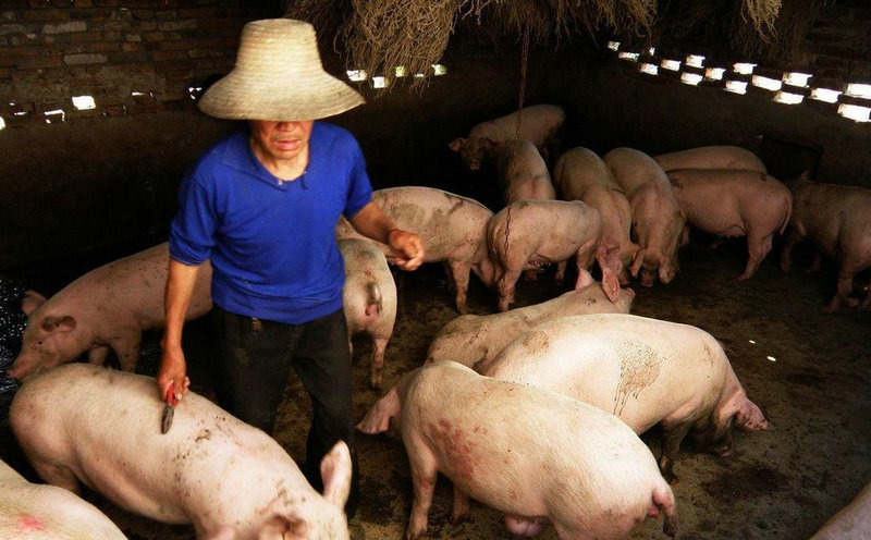 什么是金狗 什么是金狗