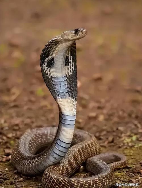 2月20日生日书，2月20日是什么星座