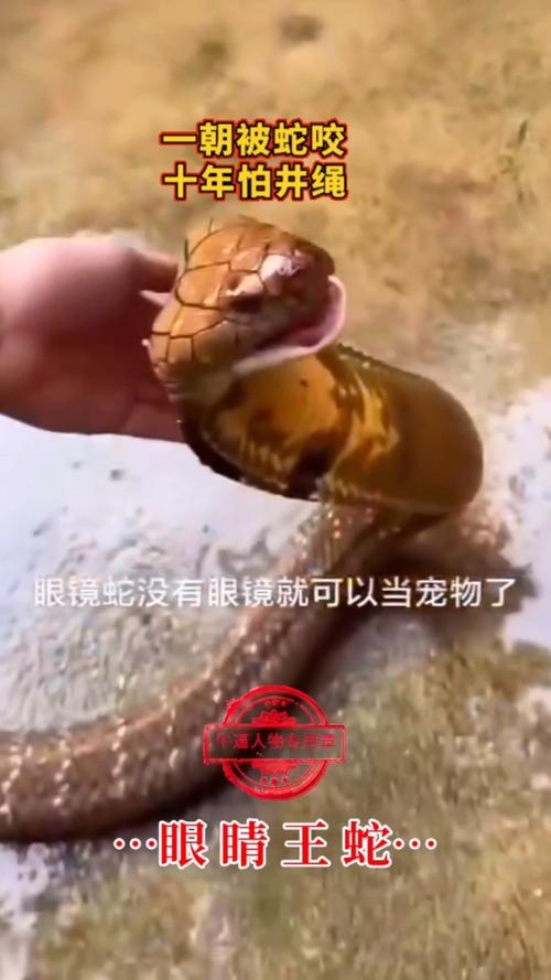 12生肖对应本命佛(十二生肖对应的本命佛寓意)