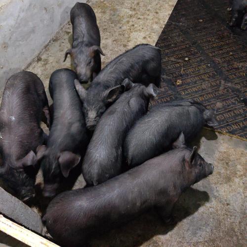 来自诗词中好听的男孩名字