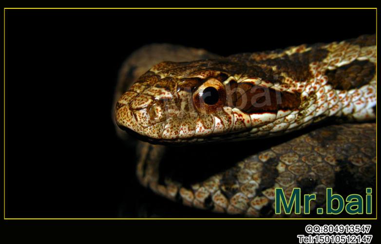 1979年属羊的人婚配 1979年属羊的人婚配