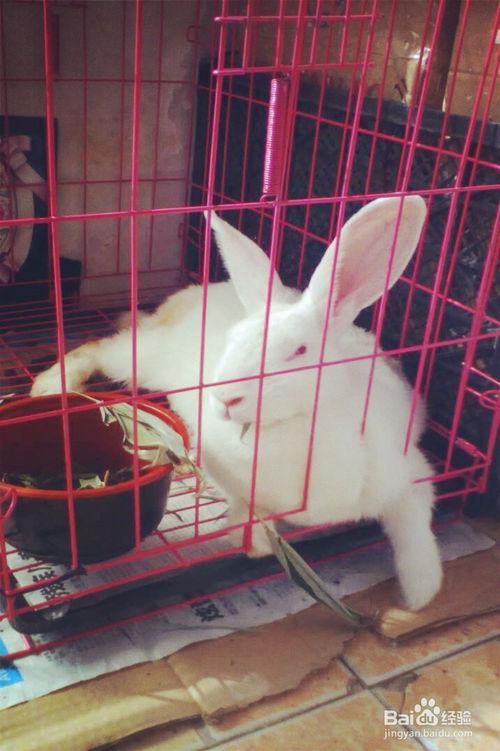 最强大脑第十季王珞丹