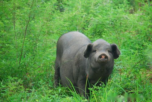 又温柔又心狠的女人面相 又温柔又心狠的女人面相