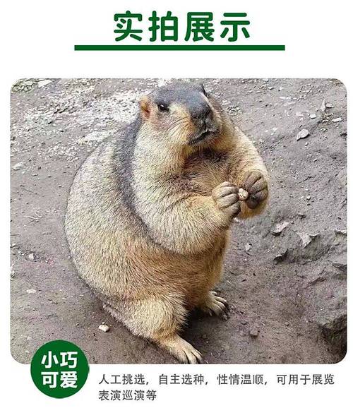 上升星座狮子座感情 狮子座上升星座查询 上升星座狮子座感情 狮子座上升星座查询