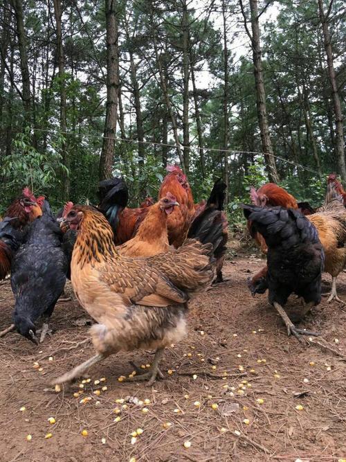 八字斤两算命真的能准确预测我的未来命运吗我该如何理解和应用这些复杂的信息