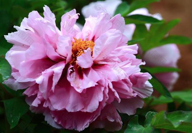 古典星座网佛祖灵签中如何应对媒体危机(古典星座网佛祖灵签是否真的能赎罪吗) 古典星座网佛祖灵签中如何应对媒体危机(古典星座网佛祖灵签是否真的能赎罪吗)