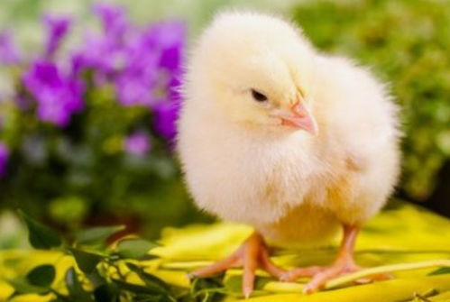 生肖牛2025年的运势大全 生肖牛2025年的运势大全