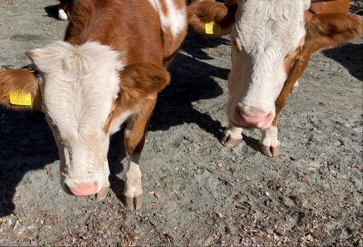 阴宅与土地庙关系
