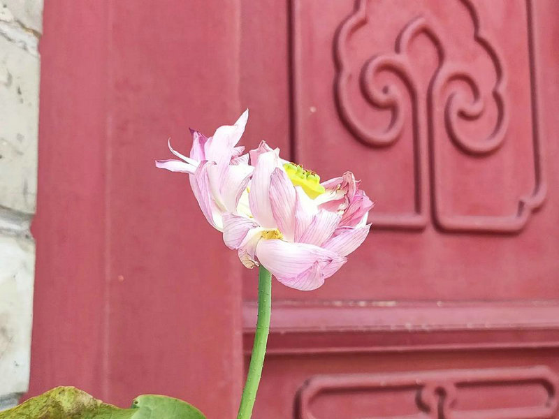 本命佛阿弥陀佛是什么佛(本命佛十二生肖本命佛阿弥陀佛) 本命佛阿弥陀佛是什么佛(本命佛十二生肖本命佛阿弥陀佛)