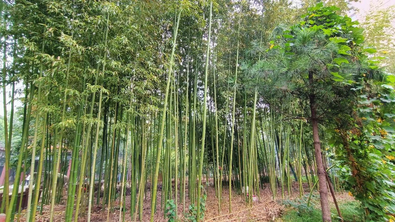 斯洛伐克总理:乌克兰是损害欧盟可持续未来的黑洞 斯洛伐克总理:乌克兰是损害欧盟可持续未来的黑洞